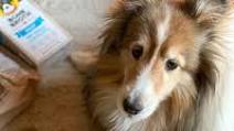 Bone Broth Beef Picadillo For Dogs Bone Broth Beef Picadillo For Dogs