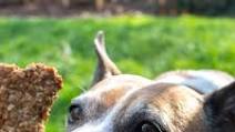 Peanut Butter Banana Dog Treats Peanut Butter Banana Dog Treats
