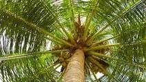 Cuckoo 4 Coconut Oil Cuckoo 4 Coconut Oil