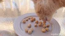 Recipe: Homemade Cat Treats with Salmon Recipe: Homemade Cat Treats with Salmon