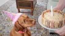 Peanut Butter Banana Pup-Cake Peanut Butter Banana Pup-Cake
