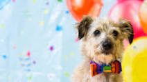 Dog Birthday Cake Recipe, Tuna Dog Cake Dog Birthday Cake Recipe, Tuna Dog Cake