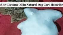 Coconut Oil Frozen Doggie Popsicles Coconut Oil Frozen Doggie Popsicles