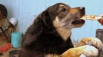 Toxic Foods for Pets (Be Careful!) | VeggieConverter Toxic Foods for Pets (Be Careful!) | VeggieConverter