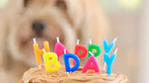 Dog Birthday Cake Recipe For Your Furry Friend Dog Birthday Cake Recipe For Your Furry Friend