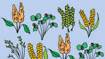 INFOGRAPHIC: 8 Healthy Ancient Grains to Fill Up On INFOGRAPHIC: 8 Healthy Ancient Grains to Fill Up On