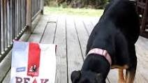 See How Our Dog's Food Inspired this Venison Jambalaya Recipe See How Our Dog's Food Inspired this Venison Jambalaya Recipe