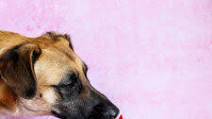No-Bake Dog Cake No-Bake Dog Cake