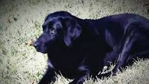 LucyGIRLS dogfood #1 LucyGIRLS dogfood #1