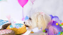 5 Dog Cake Recipes With Chicken 5 Dog Cake Recipes With Chicken
