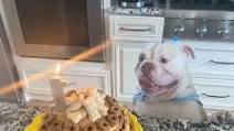 Birthday Cake for Dogs Birthday Cake for Dogs