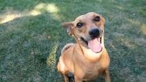 Healthy Homemade Dog Food Healthy Homemade Dog Food