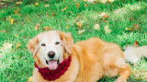 Sweet Potato Dog Treats Recipe Sweet Potato Dog Treats Recipe