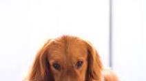 DIY Homemade Dog Food DIY Homemade Dog Food