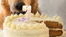 Dog cake recipe - with dog friendly fluffy frosting! Dog cake recipe - with dog friendly fluffy frosting!