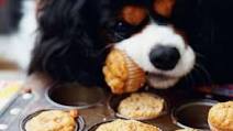 Peanut Butter and Banana Dog Cupcakes Peanut Butter and Banana Dog Cupcakes
