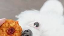 Canines Cookies Canines Cookies
