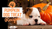 Pumpkin Dog Treat Recipes Pumpkin Dog Treat Recipes