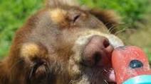 Blueberry Watermelon Pupsicles Blueberry Watermelon Pupsicles
