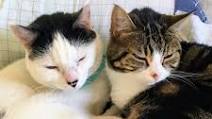 Raw Cat Food Recipe Raw Cat Food Recipe