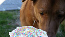 Milk Bar Style Dog Birthday Cake Milk Bar Style Dog Birthday Cake