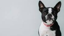 Dairy-Free Puppuccino for Dogs Dairy-Free Puppuccino for Dogs
