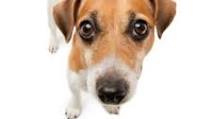 Homemade Chicken Broth for Your Dog Homemade Chicken Broth for Your Dog