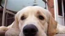 Pet Herbal Remedies Pet Herbal Remedies