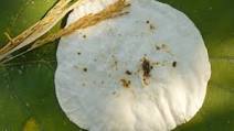 Bhakri (Indian Unleavened Rice Bread) Recipe Bhakri (Indian Unleavened Rice Bread) Recipe