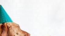Dog Birthday Cake Recipe Dog Birthday Cake Recipe