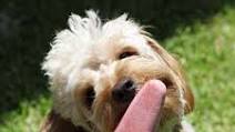 Dog Popsicles Dog Popsicles