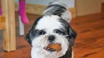 Homemade Dog Treats Homemade Dog Treats