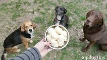 Recipe: Apple and Honey Ice Cream for Dogs Recipe: Apple and Honey Ice Cream for Dogs