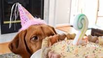 Peanut Butter Banana Pup-Cake Peanut Butter Banana Pup-Cake