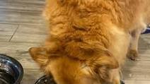 Instant Pot Chicken Stew (for Dogs) Instant Pot Chicken Stew (for Dogs)