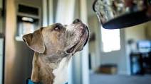 This Lamb Mash For Your Pup Will Have Him Enjoying Fall to the Max This Lamb Mash For Your Pup Will Have Him Enjoying Fall to the Max