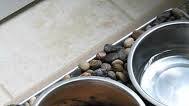 Homemade raw dog food Homemade raw dog food