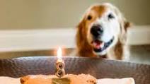 Dog Birthday Cake Dog Birthday Cake