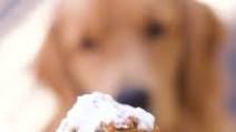 Dogs Cake Recipe Dogs Cake Recipe