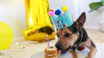Easy Puppy Birthday Cake Easy Puppy Birthday Cake