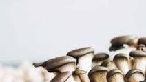 Pan-Fried Blue Oyster Mushroom Recipe Pan-Fried Blue Oyster Mushroom Recipe