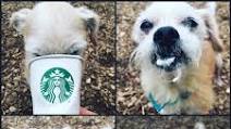 Starbucks Has a Secret Menu Just for Dogs Starbucks Has a Secret Menu Just for Dogs