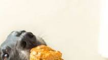 Single Serving Dog Friendly Cupcake Single Serving Dog Friendly Cupcake