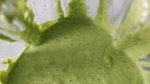 Aji Verde Recipe (Peruvian Green Sauce) Aji Verde Recipe (Peruvian Green Sauce)