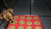 Vegan Dog Food Vegan Dog Food