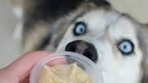 Pumpkin Peanut Butter Dog Ice Cream Pumpkin Peanut Butter Dog Ice Cream