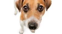 Homemade Chicken Broth for Your Dog Homemade Chicken Broth for Your Dog