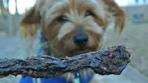 Beef Jerky Recipe for Dogs Beef Jerky Recipe for Dogs