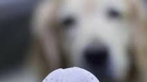 Frosty Paws Recipe Frosty Paws Recipe