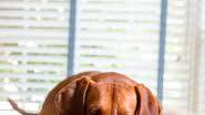 Peanut Butter Bacon Dog Birthday Cake Peanut Butter Bacon Dog Birthday Cake